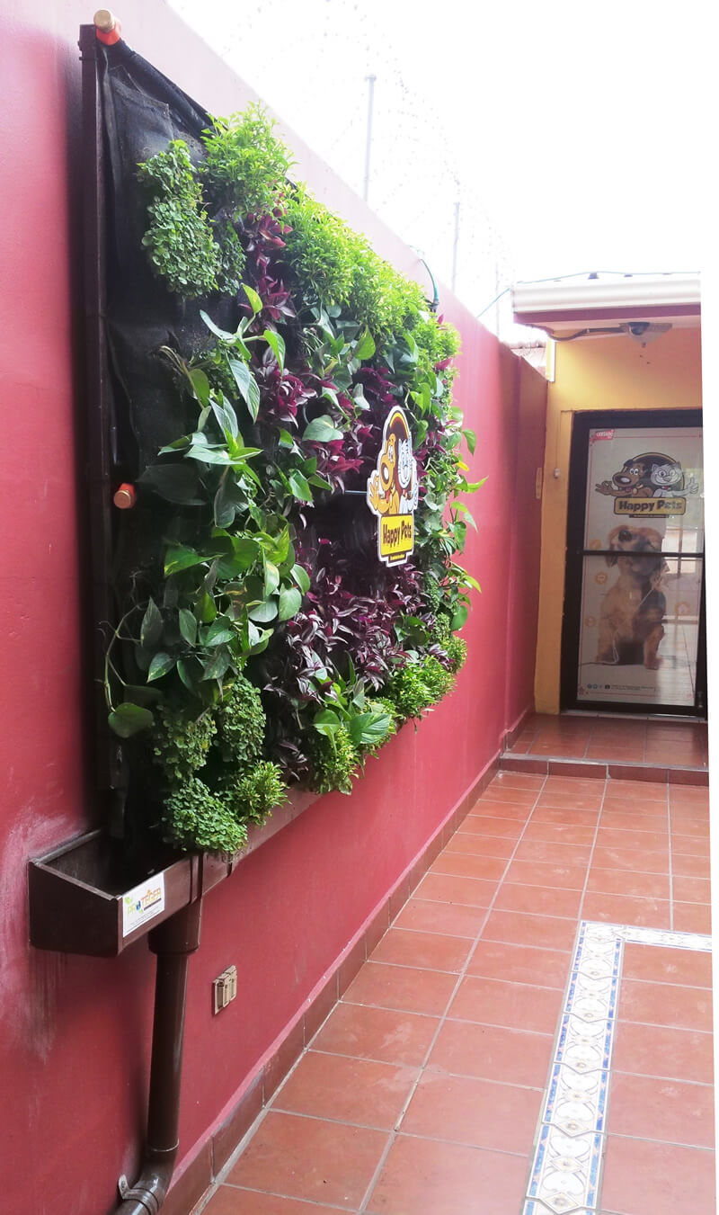 Suministro e Instalación de 2.88 m2 de pared verde en recepción de HAPPY PETS.